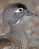 20110323 058 SERIES - Wood Duck.jpg