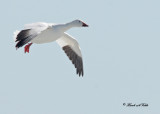 20110330 255 SERIES - Snow Geese.jpg