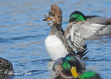 20110303 020 Hooded Merganser (F).jpg
