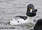 20110224 - 1 087 Common Goldeneye.jpg