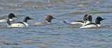 20110314 302 Common Mergansers.jpg
