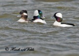 20110414 867 1c1 Buffleheads.jpg