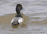 20110414 453 SERIES - Lesser Scaup.jpg
