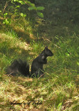 20110321 031 Squirrel.jpg