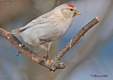 20110317 201 SERIES - leucistic Common Redpoll.jpg