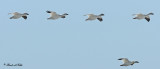 20110330 026 Snow Geese.jpg