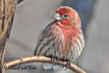 20110215 116 House Finch (M).jpg