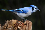 20101004 367 Blue Jay NX - 3 .jpg