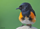20110519 403 American Redstart (M) HP.jpg