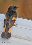 20110519 379 American Redstart (M).jpg