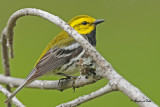 20100609 265 Black-throater Green Warbler.jpg