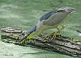20110525 165 SERIES B-c Night Heron.jpg
