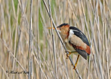 20110606 - 2 174 Least Bittern HP.jpg