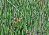 20110606 - 2 964 SERIES - Least Bittern.jpg