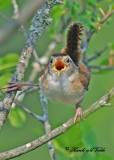 20110608 - 1 478 Marsh Wren.jpg