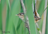 20110608 - 1 354 Marsh Wren.jpg