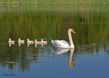 20110606 - 1 128 SERIES - Mute Swans.jpg