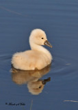 20110606 - 1 019 SERIES - Mute Swan.jpg
