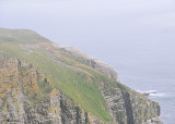 20110630 - 1 267 SERIES - Cape St Mary's Ecological Reserve, NL.jpg