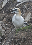 20110630 - 2 355 Northern Gannet HP.jpg