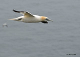 20110630 - 1 199 Northern Gannet HP.jpg
