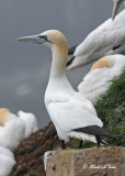 20110630 - 2 685 SERIES - Northern Gannet.jpg