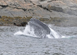 20110630 - 1 359 SERIES - Humpback Whale.jpg