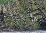 20110630 - 1 302 SERIES - Kittiwakes, Herring Gulls etc.jpg