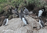 20110630 - 2 1215 2 Common Murres.jpg
