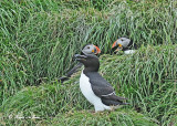 20110630 - 2 1143 Razorbill & Atlantic Puffins.jpg
