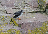 20110630 - 2 1170 SERIES Atlantic Puffin.jpg