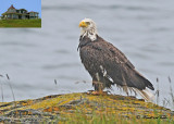 20110701 017 1r3 Bald Eagle.jpg