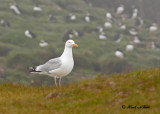 20110701 064 SERIES - Herring Gull & Puffins.jpg