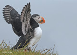 20110701 674 Atlantic Puffin 4 HP.jpg