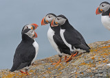20110701 341 SERIES - Atlantic Puffins.jpg