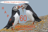 20110701 360 Atlantic Puffins BG 60th.jpg