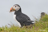 20110701 521 Atlantic Puffins.jpg
