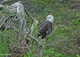 20110630 - 2 128 Bald Eagle.jpg