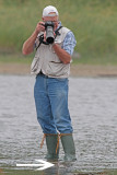 IMG_9697 by Bradley Nichol - SERIES - Hank & Phalarope.jpg