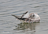 20110907 431 SERIES - Bonaparte's Gull.jpg