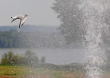 20110831 023 SERIES - Bonaparte's Gull.jpg
