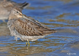 20111011 - 1 036 Long-billed Dowitcher.jpg