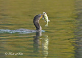20111022 259 SERIES - Double-crested Cormorant.jpg