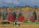 20111025 - 2 137 Horses.jpg