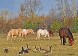 20111025 - 2 014 Horses.jpg