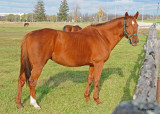 20111022 623 Horse.jpg