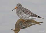 20111126 - 1 221 Purple Sandpiper.jpg