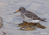 20111126 - 1 506 SERIES - Purple Sandpiper.jpg