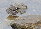 20111126 - 1 398 Purple Sandpiper.jpg