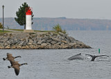 20111012 052 Nepean Lighthouse.jpg